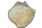 Fossil Whale Lumbar Vertebra - Yorktown Formation #250134-2